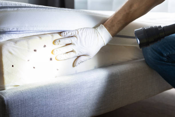 Wasp Removal Services in Closter, NJ